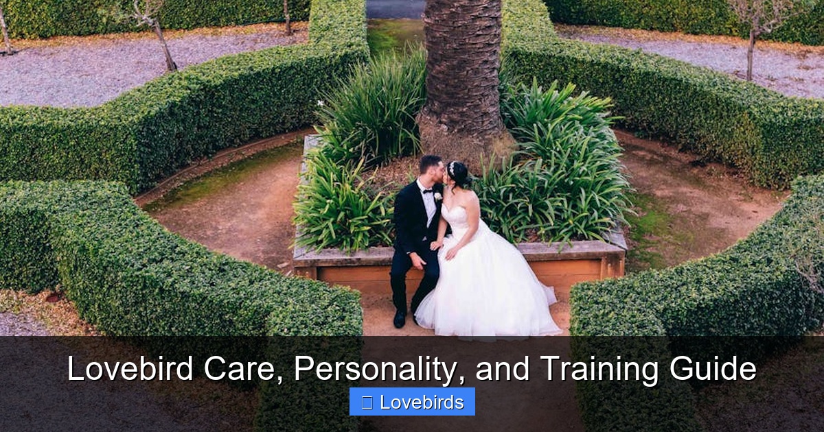 Featured image for Lovebird Care, Personality, and Training Guide