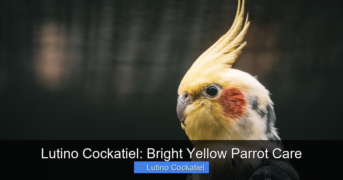 Featured image for Lutino Cockatiel: Bright Yellow Parrot Care