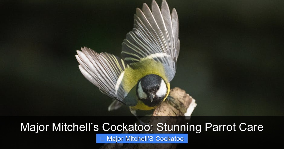 Featured image for Major Mitchell’s Cockatoo: Stunning Parrot Care