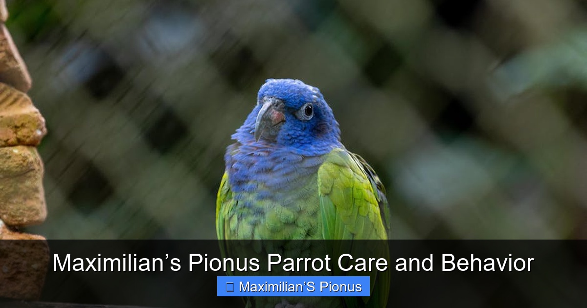 Featured image for Maximilian’s Pionus Parrot Care and Behavior