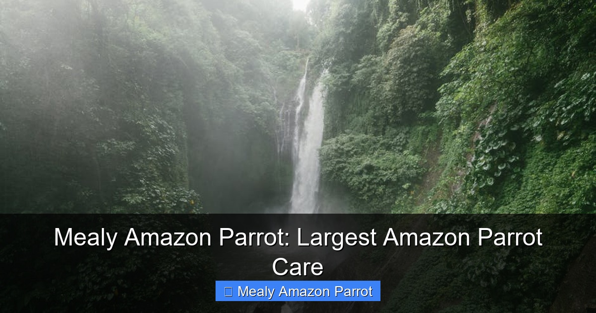 Featured image for Mealy Amazon Parrot: Largest Amazon Parrot Care