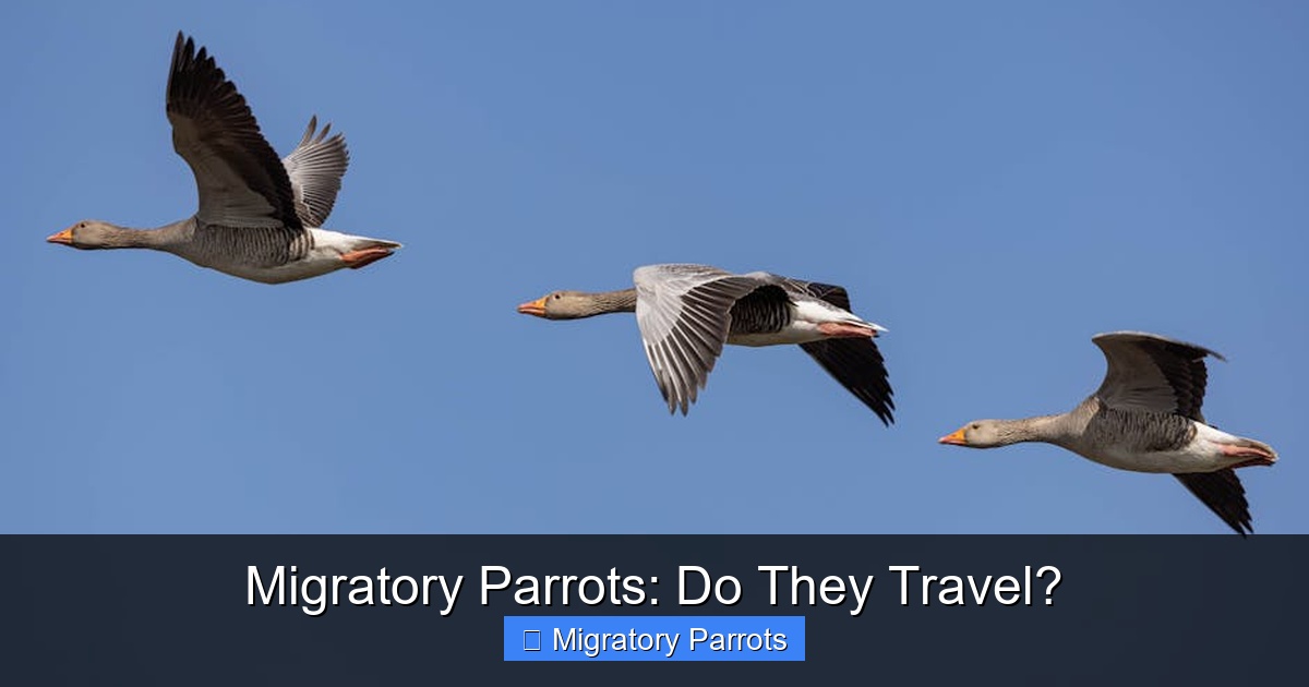 Featured image for Migratory Parrots: Do They Travel?