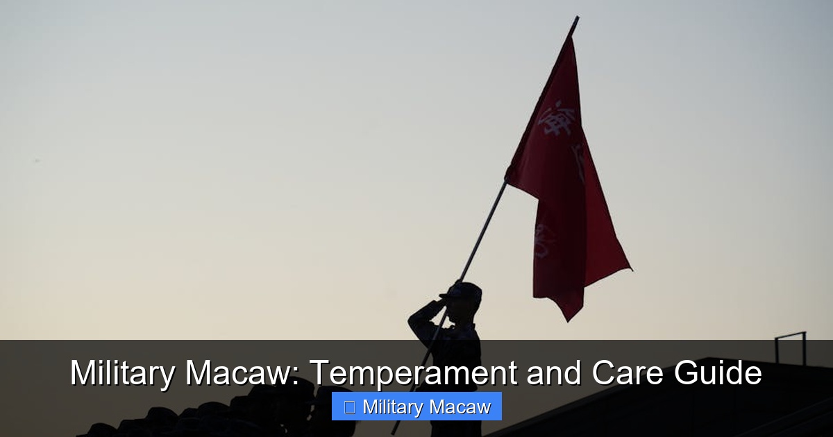 Featured image for Military Macaw: Temperament and Care Guide