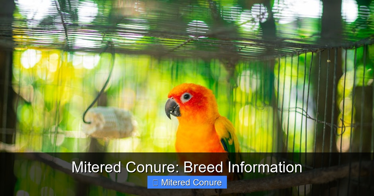 Featured image for Mitered Conure: Breed Information