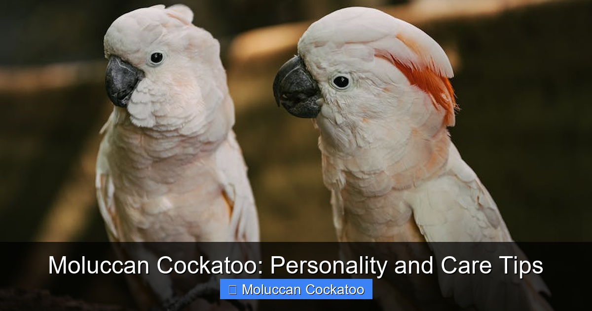 Featured image for Moluccan Cockatoo: Personality and Care Tips