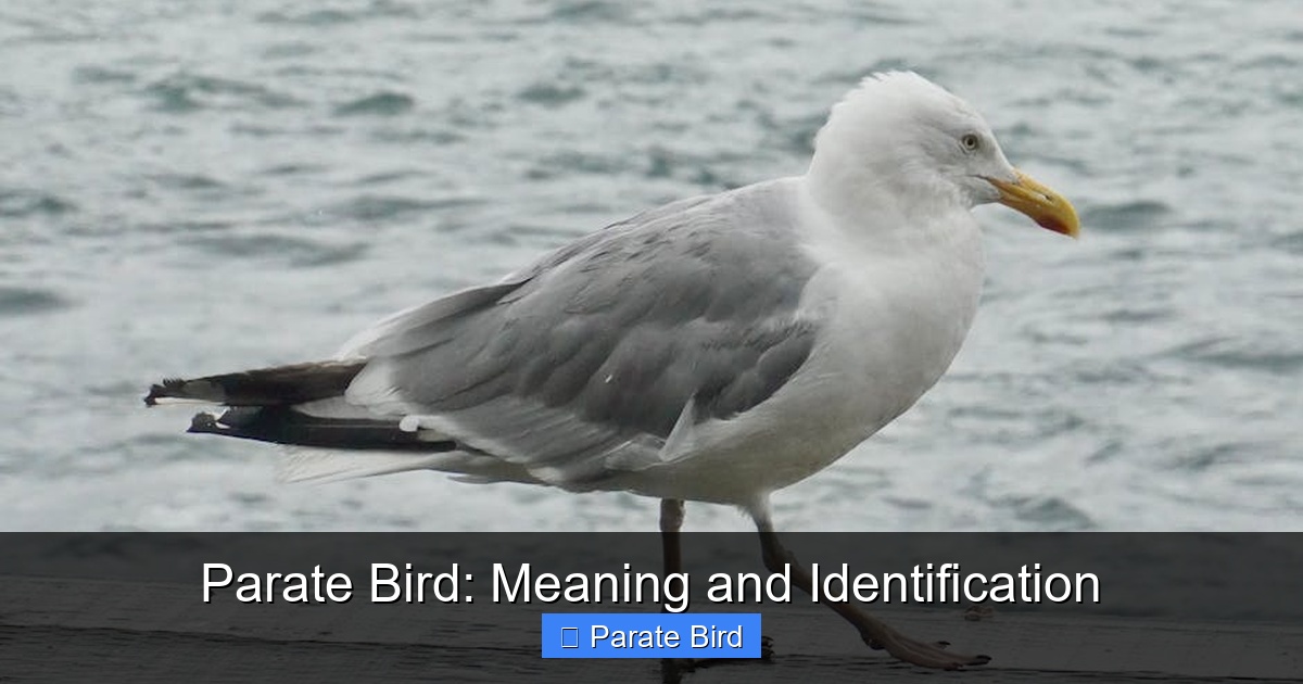 Featured image for Parate Bird: Meaning and Identification