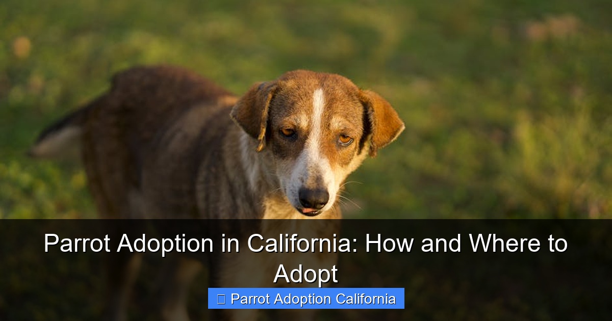 Featured image for Parrot Adoption in California: How and Where to Adopt