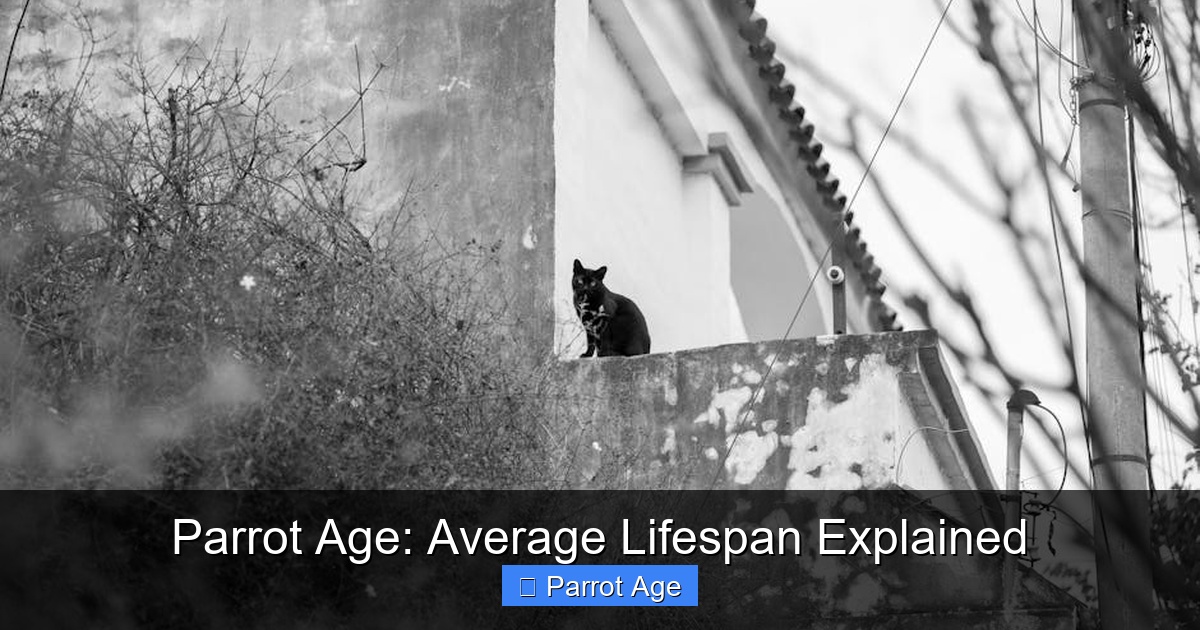 Featured image for Parrot Age: Average Lifespan Explained