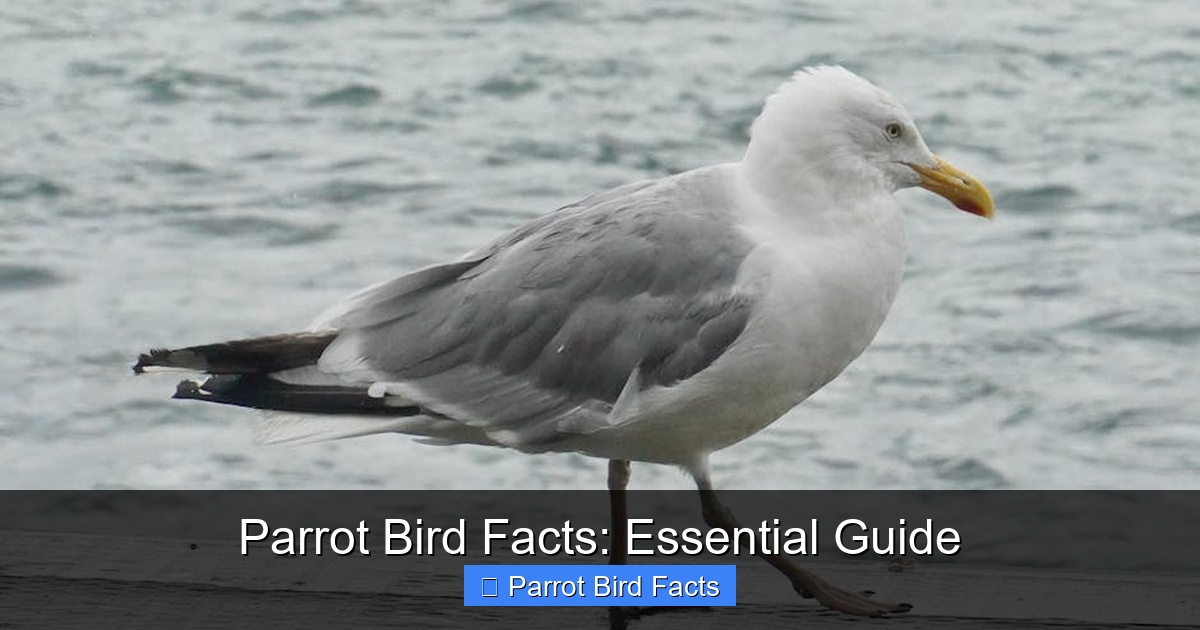 Featured image for Parrot Bird Facts: Essential Guide