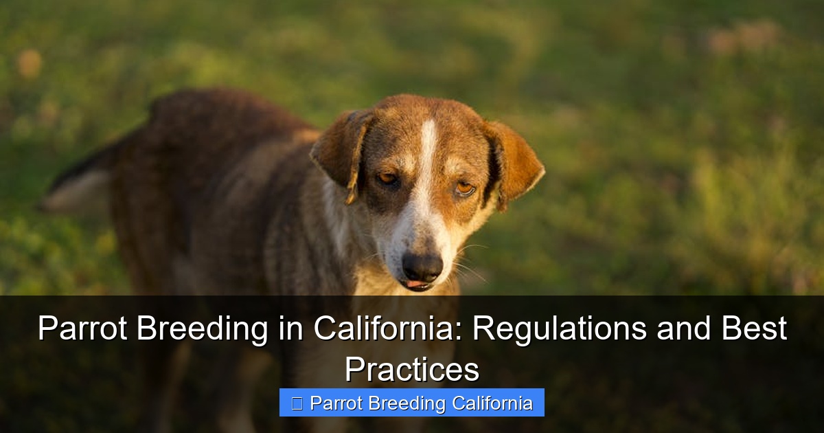 Featured image for Parrot Breeding in California: Regulations and Best Practices