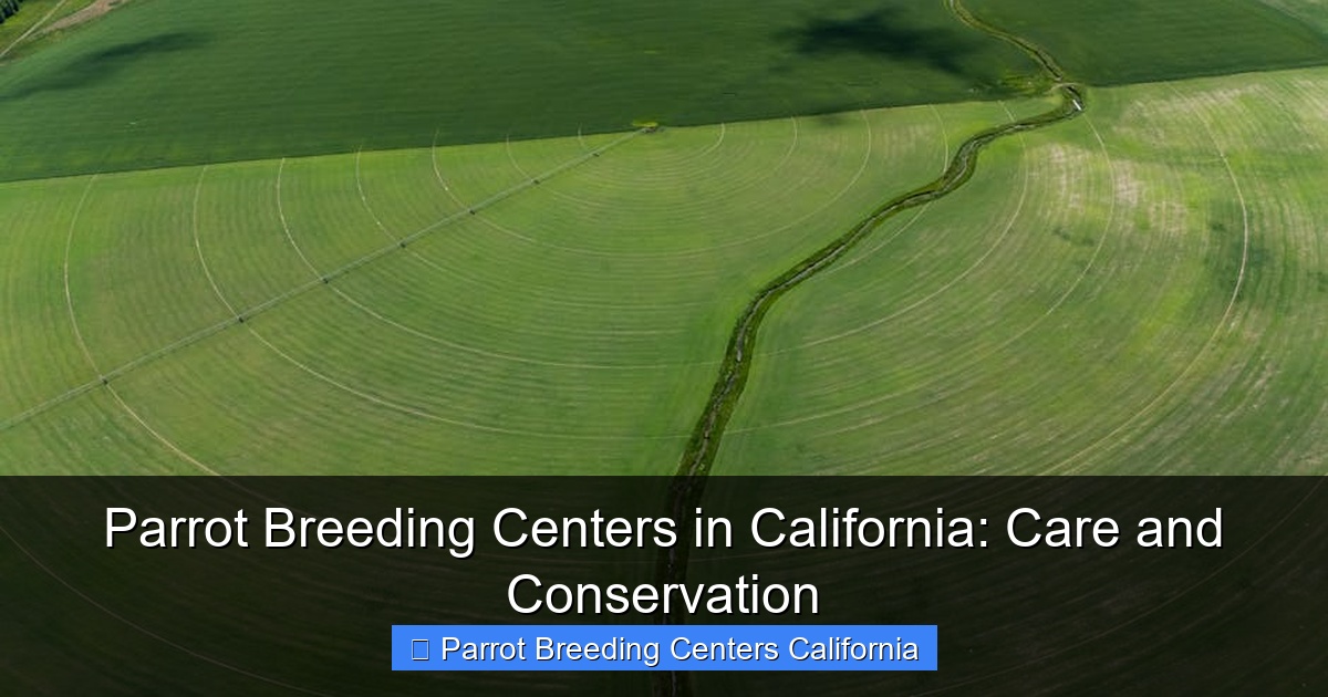 Parrot Breeding Centers in California: Care and Conservation
