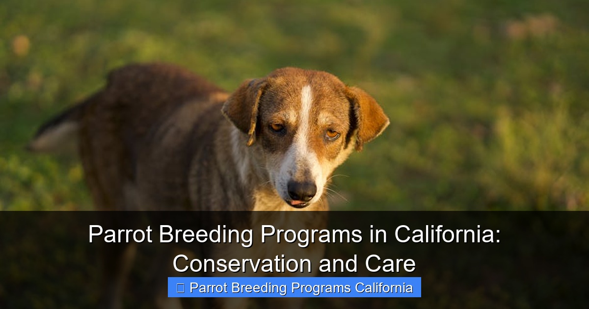 Parrot Breeding Programs in California: Conservation and Care