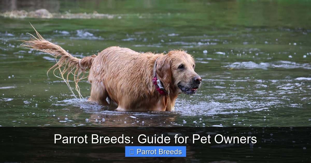 Featured image for Parrot Breeds: Guide for Pet Owners