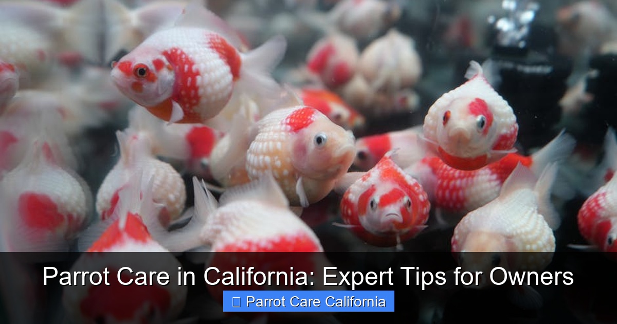 Parrot Care in California: Expert Tips for Owners