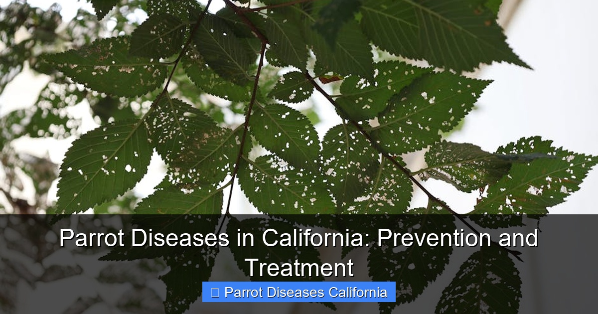 Parrot Diseases in California: Prevention and Treatment