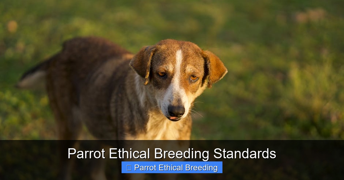 Featured image for Parrot Ethical Breeding Standards
