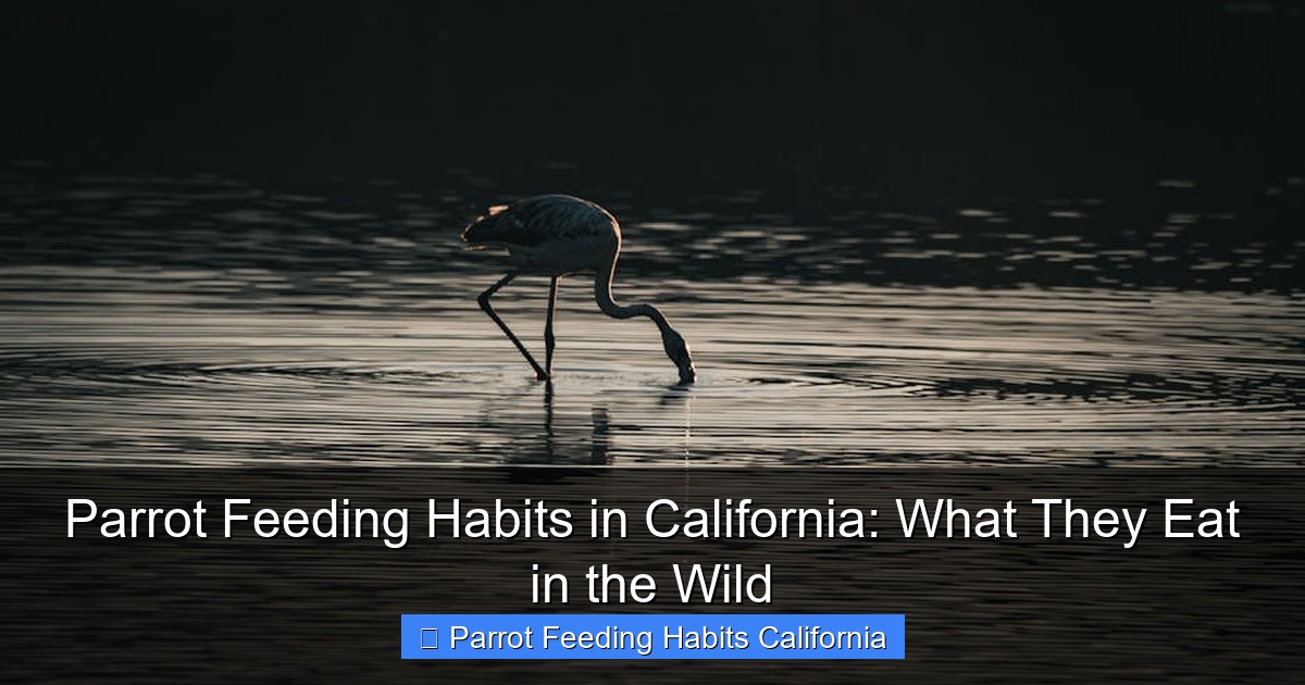Parrot Feeding Habits in California: What They Eat in the Wild
