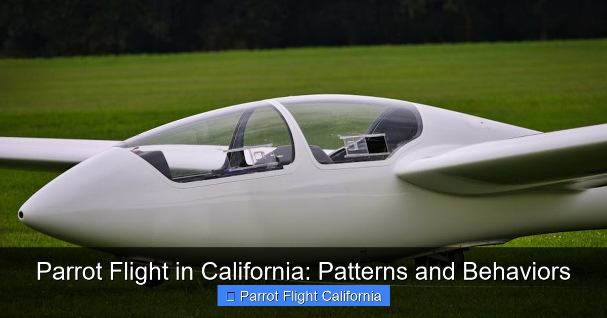 Parrot Flight in California: Patterns and Behaviors