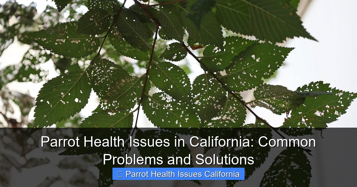 Parrot Health Issues in California: Common Problems and Solutions