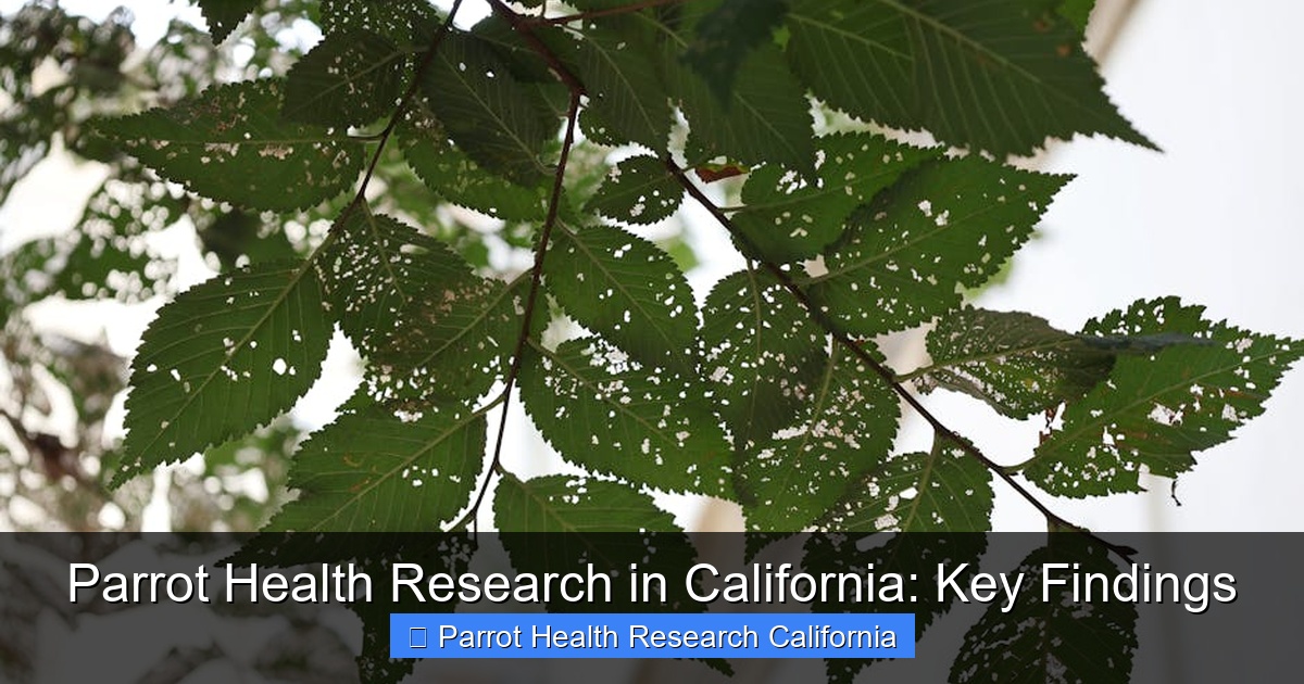 Featured image for Parrot Health Research in California: Key Findings