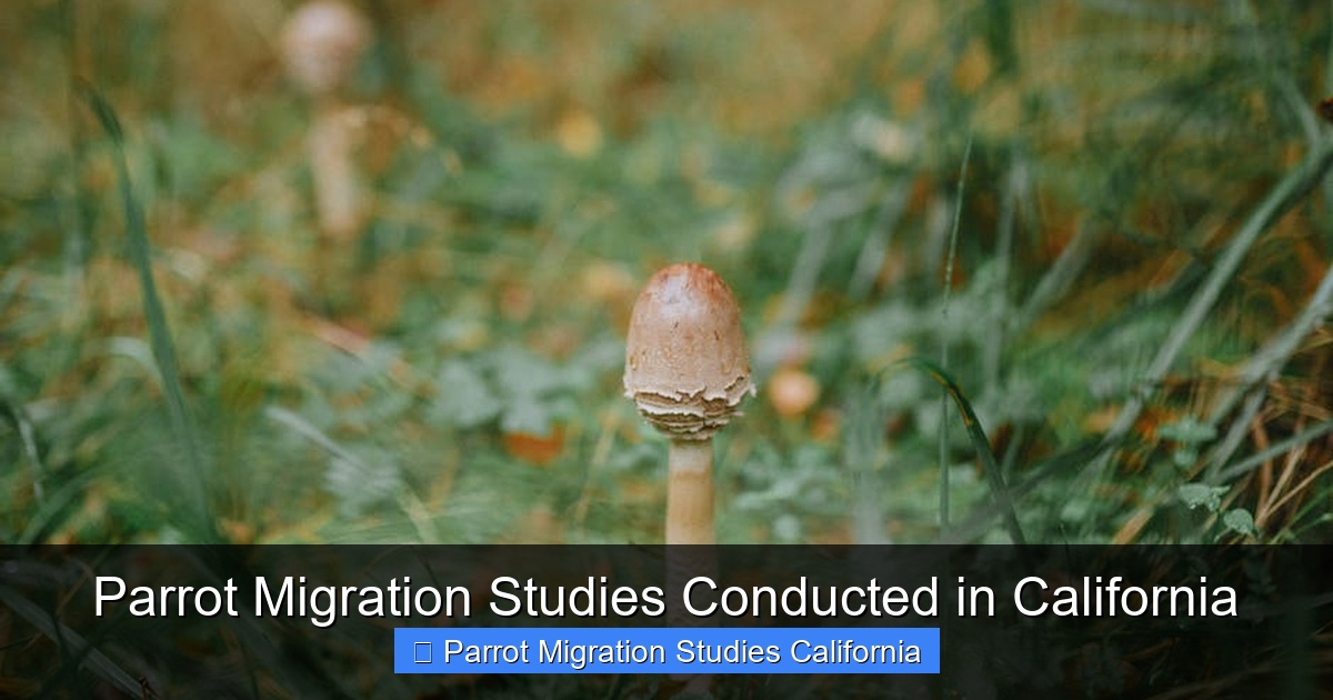 Featured image for Parrot Migration Studies Conducted in California