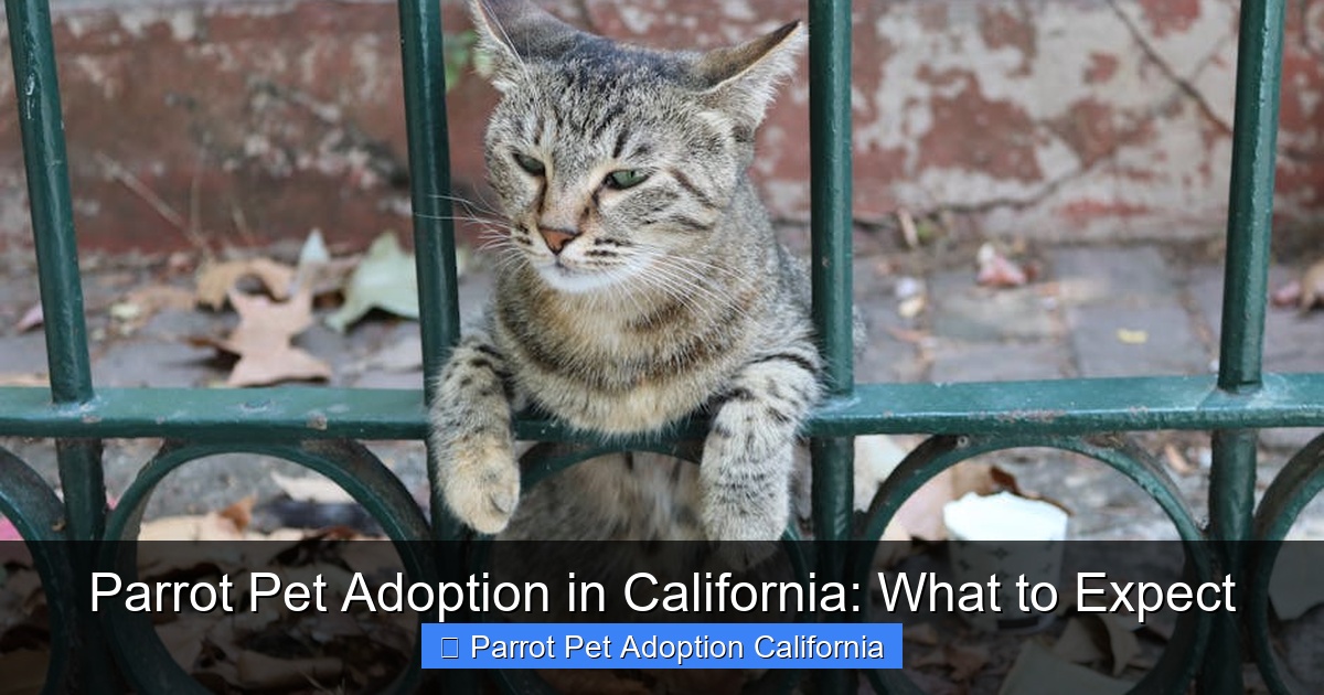 Featured image for Parrot Pet Adoption in California: What to Expect