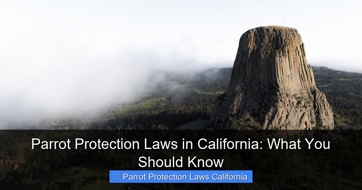 Parrot Protection Laws in California: What You Should Know