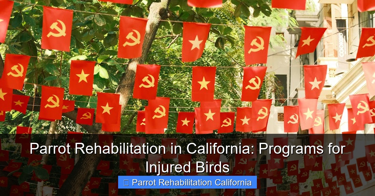 Parrot Rehabilitation in California: Programs for Injured Birds