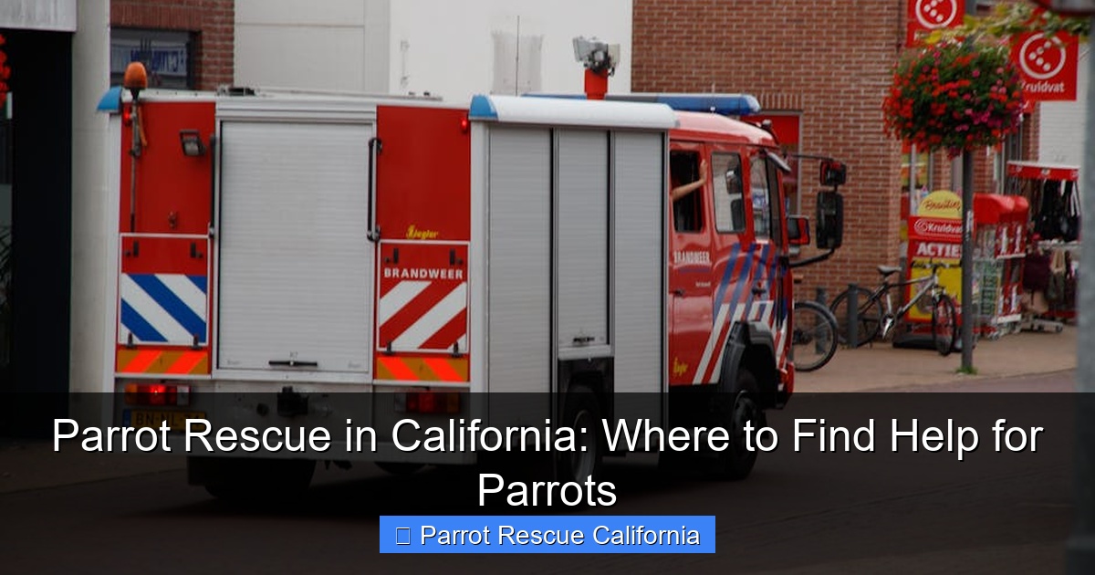 Parrot Rescue in California: Where to Find Help for Parrots