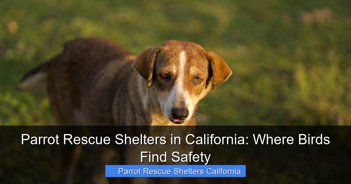 Parrot Rescue Shelters in California: Where Birds Find Safety