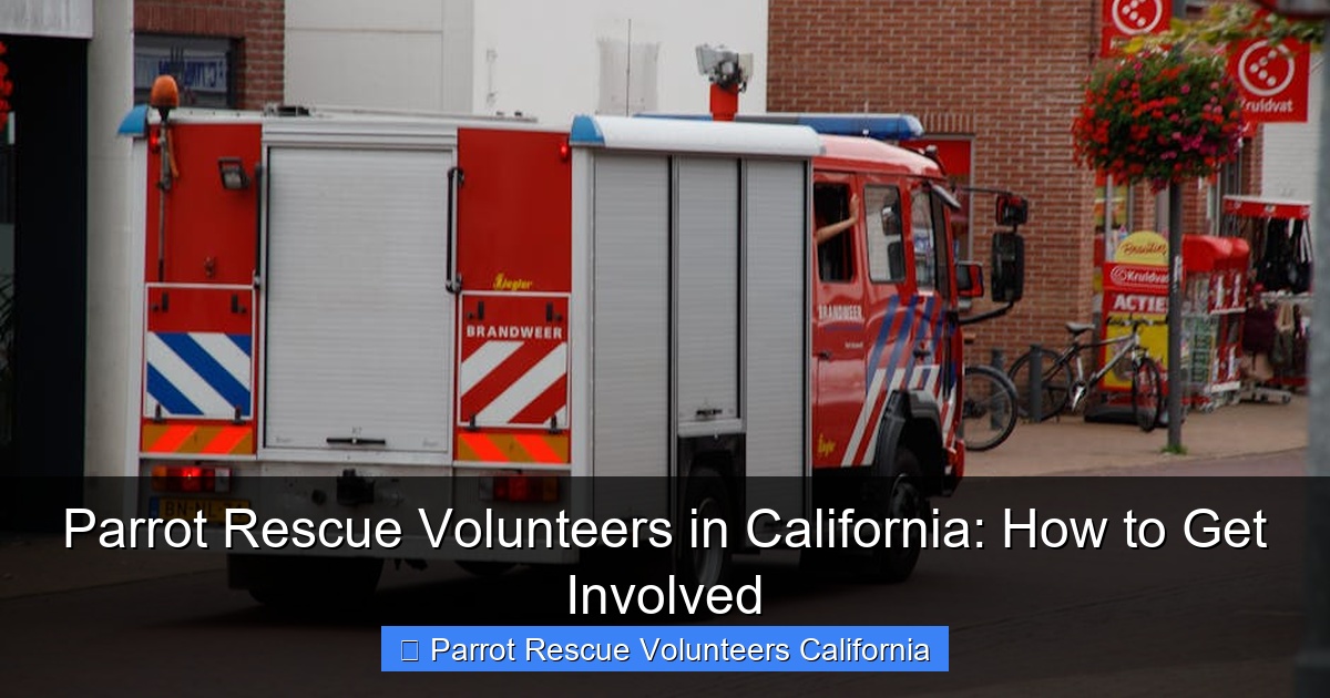 Parrot Rescue Volunteers in California: How to Get Involved