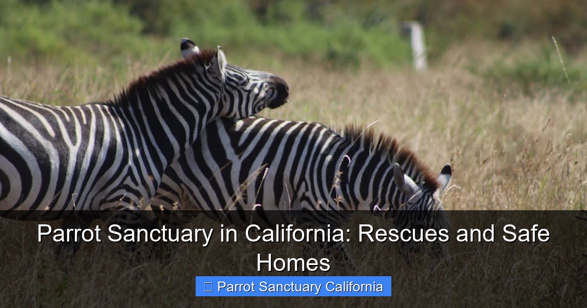 Parrot Sanctuary in California: Rescues and Safe Homes