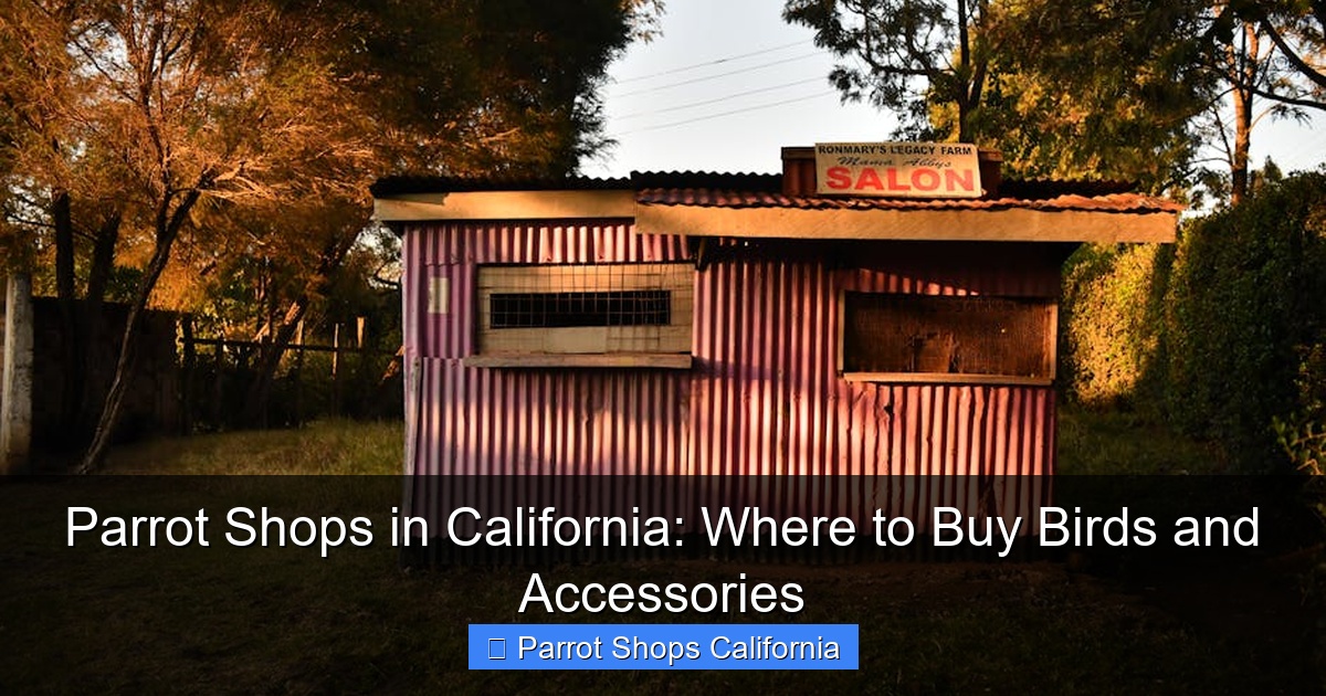 Parrot Shops in California: Where to Buy Birds and Accessories