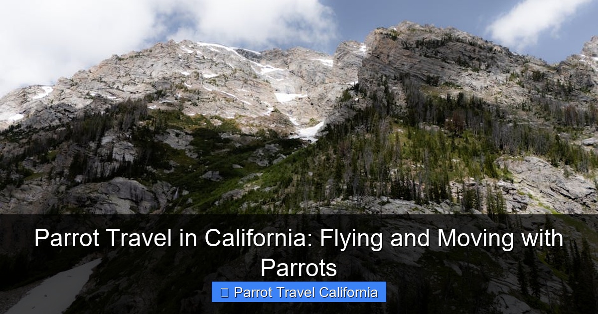 Parrot Travel in California: Flying and Moving with Parrots