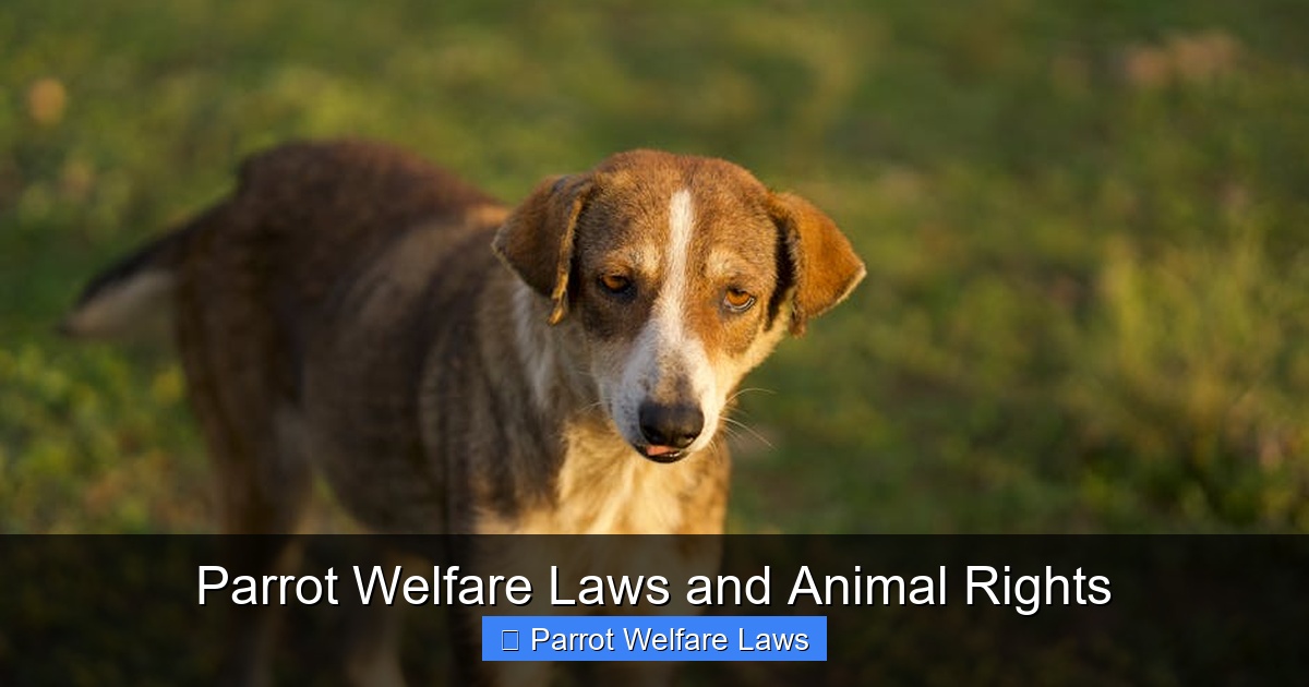 Featured image for Parrot Welfare Laws and Animal Rights
