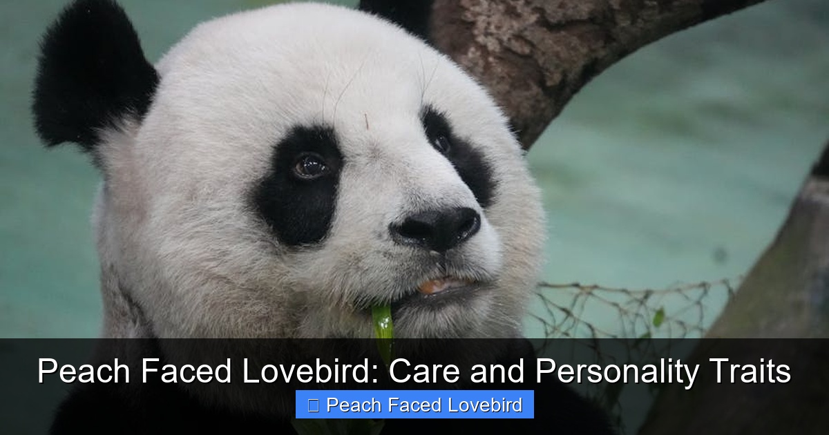 Featured image for Peach Faced Lovebird: Care and Personality Traits