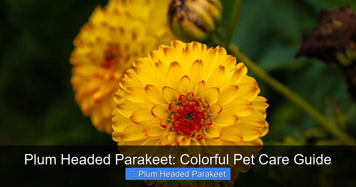 Featured image for Plum Headed Parakeet: Colorful Pet Care Guide