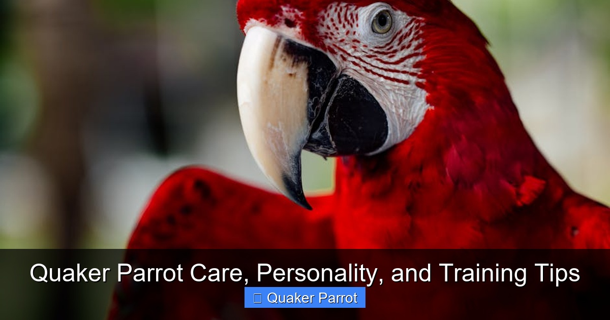 Featured image for Quaker Parrot Care, Personality, and Training Tips