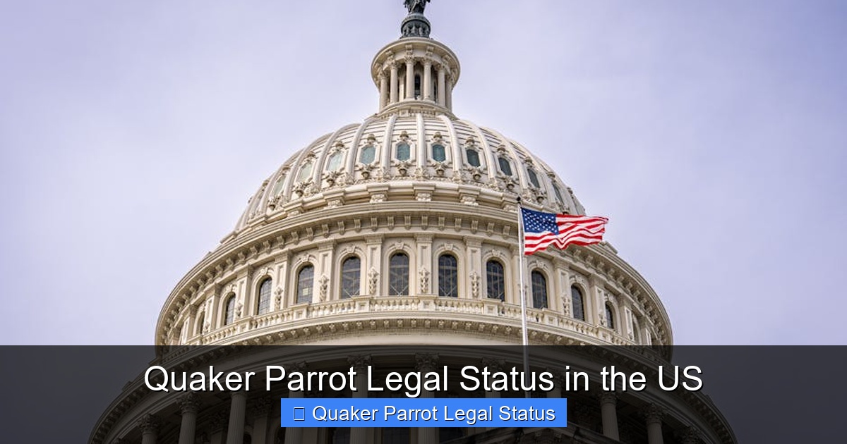 Featured image for Quaker Parrot Legal Status in the US