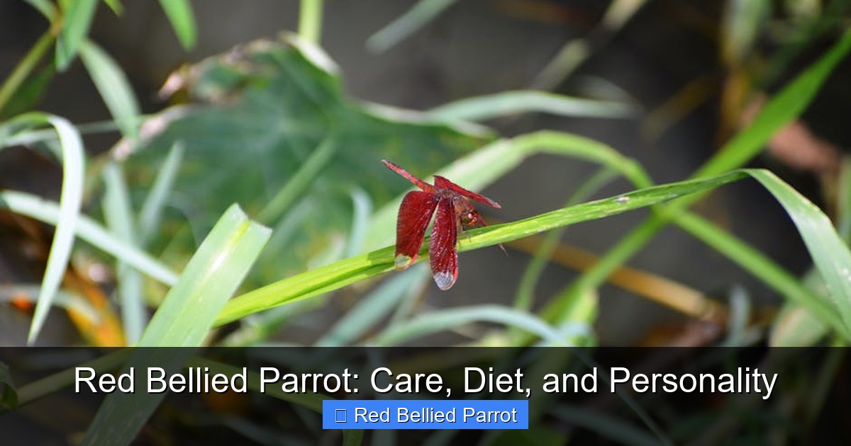 Featured image for Red Bellied Parrot: Care, Diet, and Personality