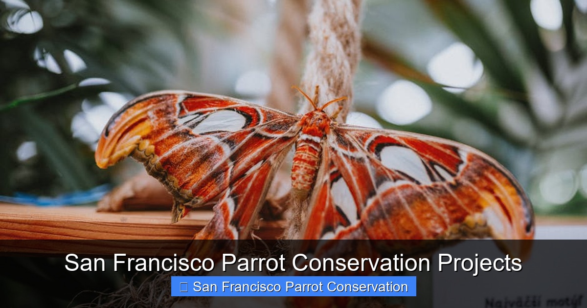 Featured image for San Francisco Parrot Conservation Projects