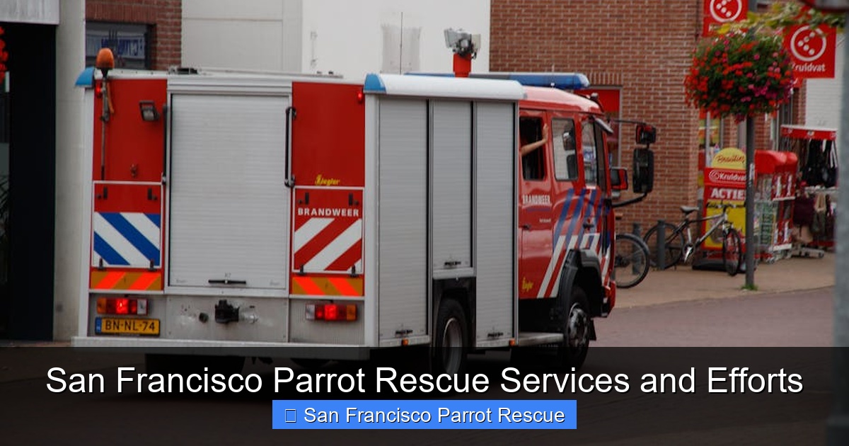 Featured image for San Francisco Parrot Rescue Services and Efforts