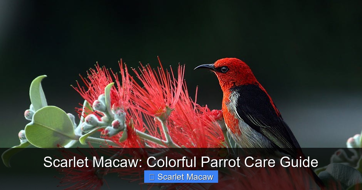 Featured image for Scarlet Macaw: Colorful Parrot Care Guide