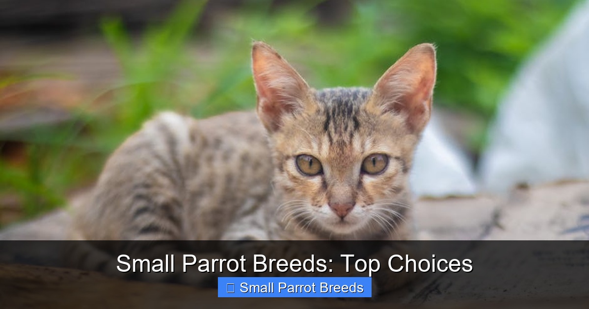 Featured image for Small Parrot Breeds: Top Choices