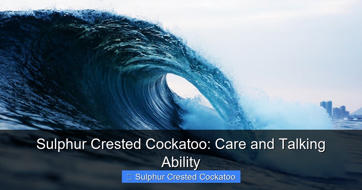 Featured image for Sulphur Crested Cockatoo: Care and Talking Ability