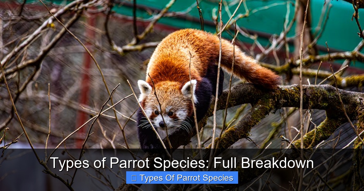 Featured image for Types of Parrot Species: Full Breakdown