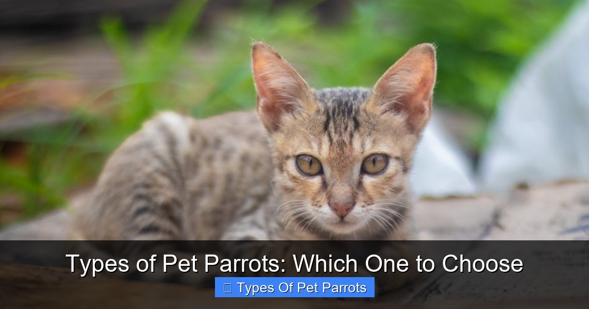 Featured image for Types of Pet Parrots: Which One to Choose