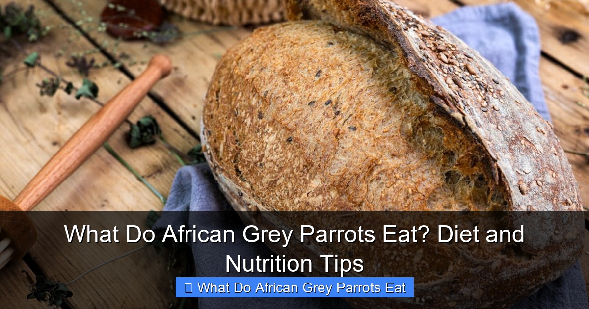 Featured image for What Do African Grey Parrots Eat? Diet and Nutrition Tips