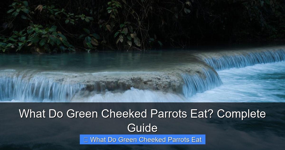 Featured image for What Do Green Cheeked Parrots Eat? Complete Guide