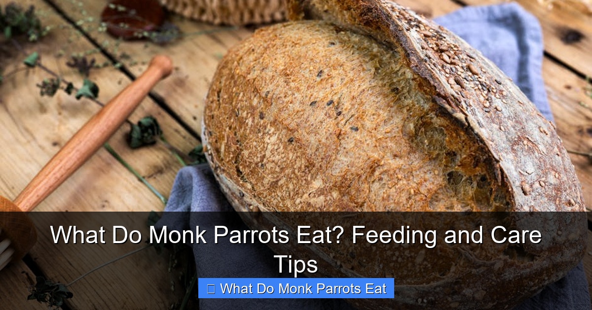 Featured image for What Do Monk Parrots Eat? Feeding and Care Tips